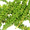 Hạt tiêu xanh tươi, an toàn VietGAP